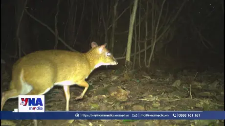 Quảng Trị phát hiện nhiều động vật có trong sách đỏ qua bẫy ảnh