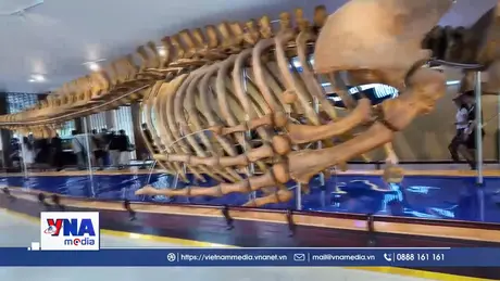 Khám phá Bảo tàng Hải dương học Nha Trang