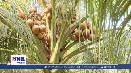 Đồng Tháp phát triển ngành dừa hữu cơ phục vụ xuất khẩu
