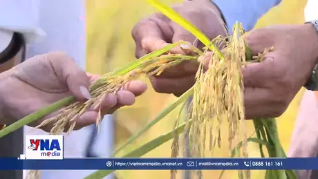 Vĩnh Long nhân rộng mô hình trồng lúa chất lượng cao, phát thải thấp