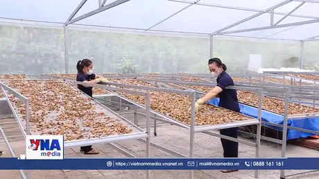 Liên kết chuỗi giá trị giúp giảm nghèo trên vùng đất khó