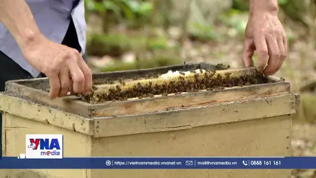 Nâng tầm thương hiệu mật ong rừng Cúc Phương