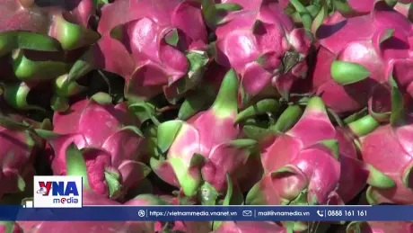 Lâm Đồng giám sát mã số vùng trồng thanh long xuất khẩu