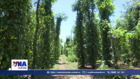 Đắk Lắk phát triển nông nghiệp bền vững, giảm phát thải