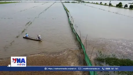 Nông dân Đồng Tháp khởi động mô hình nuôi trữ cá mùa nước nổi