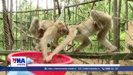 Bảo vệ động vật hoang dã góp phần bảo tồn đa dạng sinh học