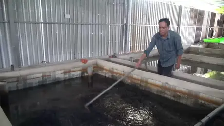 Hiệu quả kinh tế từ nuôi lươn không bùn