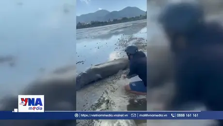 Phát hiện cá thể Dugong mắc cạn trên bãi biển Côn Đảo