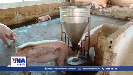 Ninh Bình quyết liệt ngăn chặn dịch tả lợn châu Phi diễn biến phức tạp