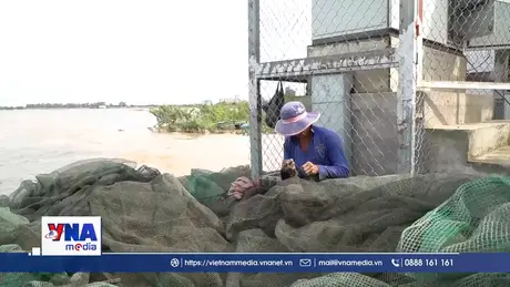 Lũ về, nông dân Đồng Tháp nhộn nhịp nghề “ăn theo” con nước