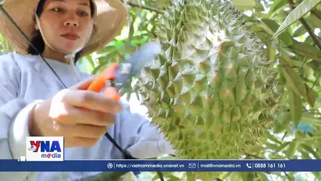 Xã vùng cao Khánh Hòa thoát nghèo nhờ cây sầu riêng