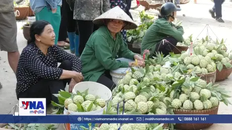 Na núi xuống phố