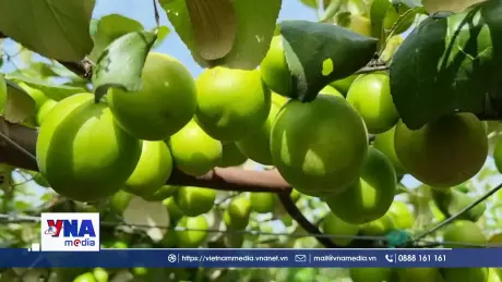 Táo bom TN01, TN05 – Giống mới cho mùa bội thu