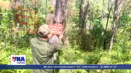 Huế phát hiện diện tích lớn rừng thông phòng hộ bị phá hoại