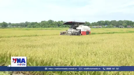 Nông dân Hà Tĩnh khẩn trương thu hoạch lúa tránh bão