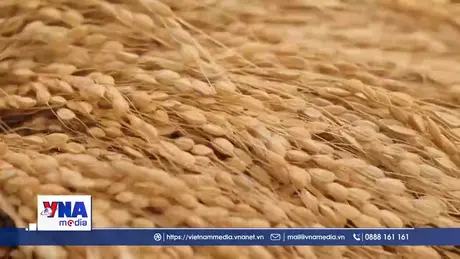 Philippines thúc đẩy nghiên cứu định hình chính sách đối với gạo