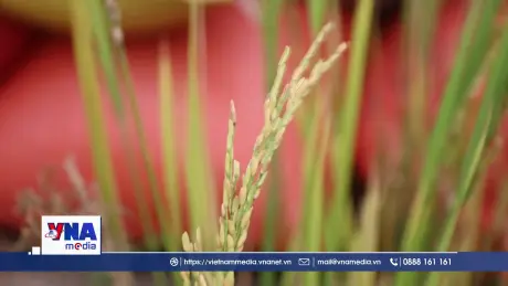 Người dân Huế khẩn trương thu hoạch lúa trước bão