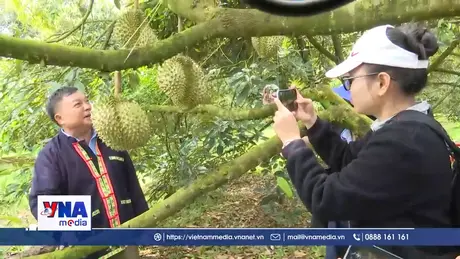 Lan tỏa hương sầu riêng trên “không gian số”