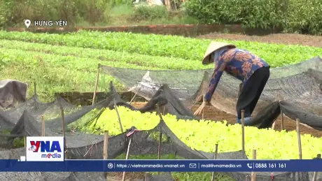 Hơn 1.700 ha lúa tại Hưng Yên bị ngập úng cục bộ