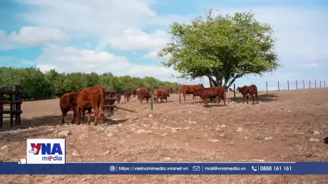 Hạn hán đe dọa ngành chăn nuôi bò ở Anh