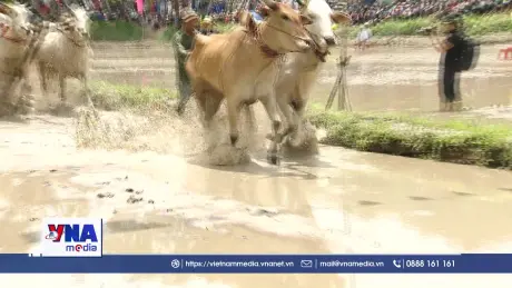 Hội đua bò - Nét văn hóa độc đáo của đồng bào Khmer An Giang