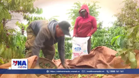 King Coffee - Củng cố vị thế cường quốc sản xuất cà phê