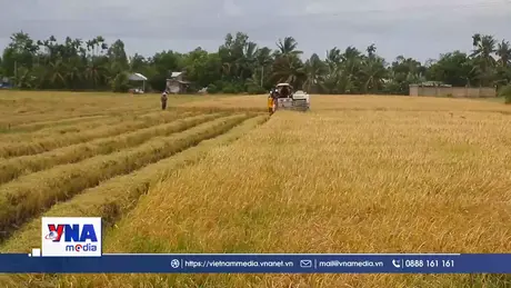 Giá lúa Hè Thu muộn ở Cần Thơ giảm mạnh, nông dân lo thua lỗ