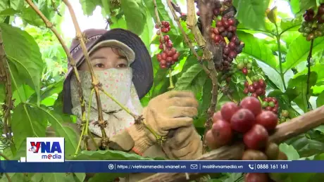 Cà phê Việt Nam vượt mục tiêu xuất khẩu trước 5 năm