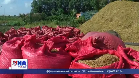 Cà Mau khẩn trương hỗ trợ nông dân tiêu thụ vụ lúa hè thu