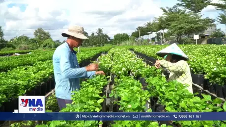 Làng hoa Sa Đéc bước vào vụ mùa sản xuất cuối năm