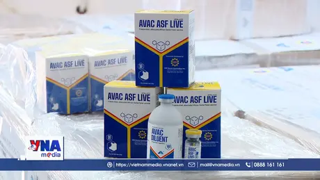 Việt Nam xuất khẩu thêm 340.000 liều vaccine dịch tả lợn châu Phi