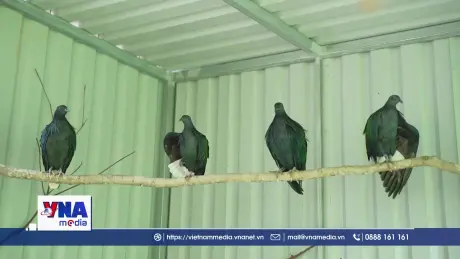 Vườn quốc gia Côn Đảo tiếp nhận, chăm sóc 5 cá thể Bồ câu Nicoba quý hiếm