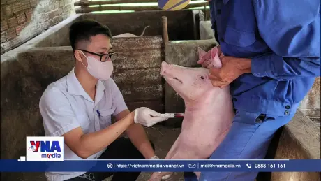 Nhiều xã, phường qua 21 ngày không phát sinh lợn mắc bệnh