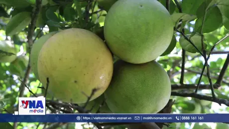 Đặc sản bưởi Thanh Trà được mùa được giá