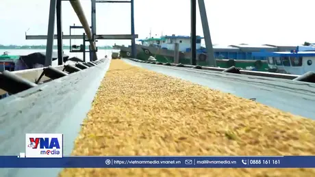 Tháo gỡ khó khăn xuất khẩu gạo