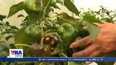 Đưa nông sản Điện Biên vươn xa