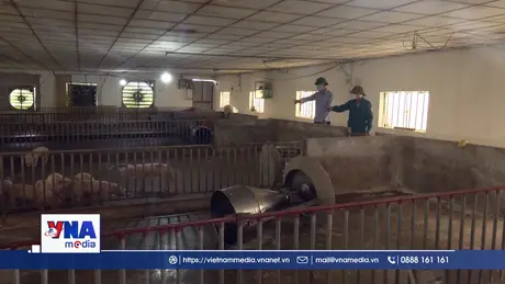 Hưng Yên chủ động phòng dịch tả lợn châu Phi