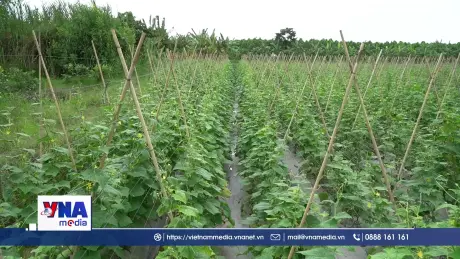 Đồng Tháp ứng phó với triều cường, bảo vệ sản xuất