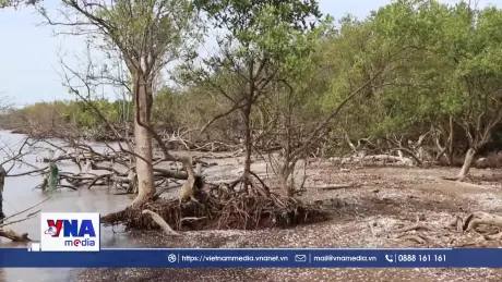 Đai rừng phòng hộ đê biển Gò Công bị xâm thực nghiêm trọng