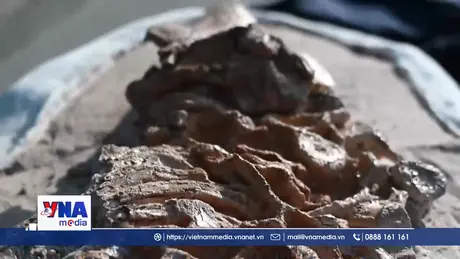 Peru công bố hóa thạch cá heo cổ đại