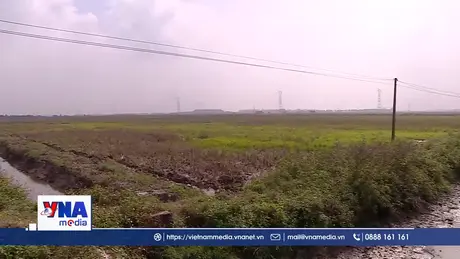 Ruộng bỏ hoang – Thách thức lớn cho vụ Đông miền Bắc