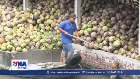 Giá dừa ở Vĩnh Long tăng cao, nhà vườn phấn khởi