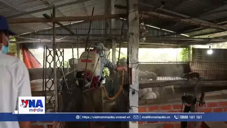 Cần Thơ tăng cường kiểm soát dịch tả lợn châu Phi