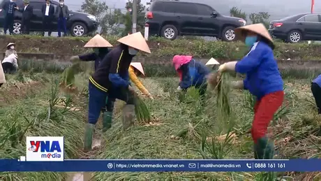 Sản xuất vụ Đông cung không đủ cầu