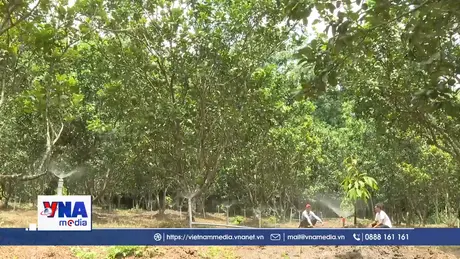 Vùng đồng bào ứng dụng kỹ thuật và công nghệ vào sản xuất