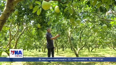 Từ quả ngọt thoát nghèo đến hành trình ra biển lớn