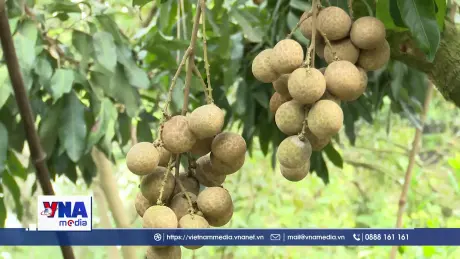 Hưng Yên phát triển bền vững giá trị từ cây nhãn