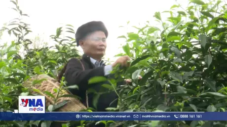 Hành trình đưa hương vị chè Shan Tuyết vươn xa