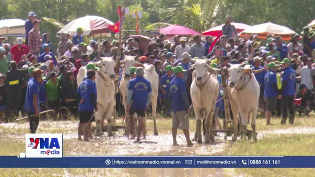 Tưng bừng Hội đua bò Bảy Núi tỉnh An Giang năm 2025