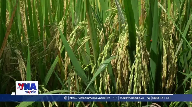Tín hiệu khả quan từ Đề án 1 triệu ha lúa chất lượng cao